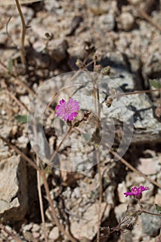 ALLIONIA INCARNATA BLOOM - JOSHUA TREE NP - 052220 B