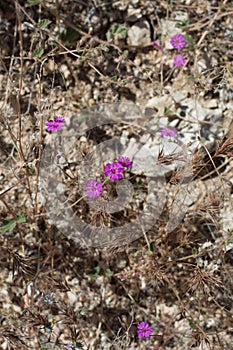 ALLIONIA INCARNATA BLOOM - JOSHUA TREE NP - 052220 D