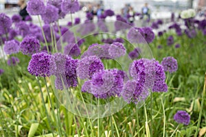 Allium aflatunense blossom purple huge bloom ball blooming onion photography