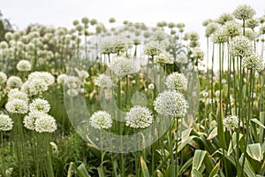 Allium aflatunense blossom white huge flowering ball blooming onion