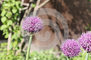 Allium aflatunense, commonly known as Persian onion or ornamental onion is blooming in flower bed. Close-up photo