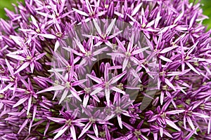 Allium aflatunense decorative onion