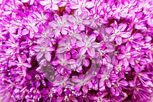 Allium aflatunense decorative onion