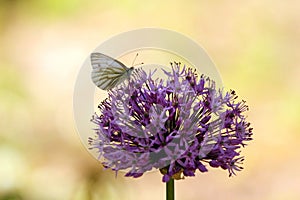 Allium aflatunense decorative onion violet flowers close-up