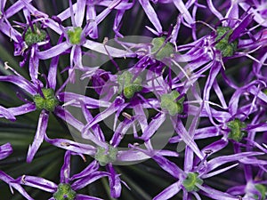 Allium aflatunense decorative onion violet flowers texture close-up, selective focus, shallow DOF