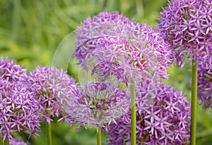 Allium aflatunense flower on blurred background