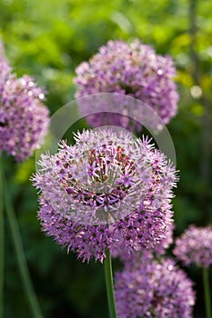 Allium aflatunense flower heads