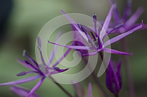 Allium aflatunense L