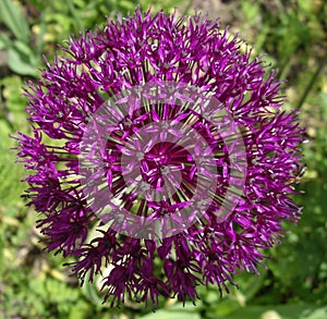 Allium aflatunense Purple Sensation