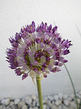 Allium aflatunense Purple Sensation. Berlin, Germany.