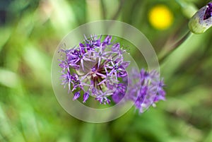 Allium aflatunense Purple Sensation Decorative garlic,