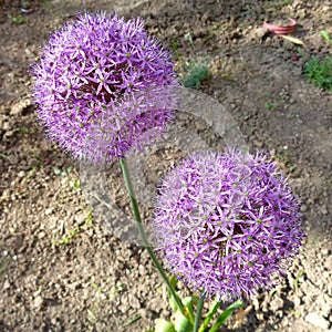 Allium aflatunense `Purple Sensation` flower