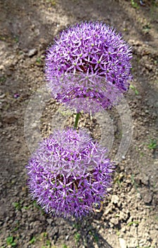 Allium aflatunense `Purple Sensation` flower