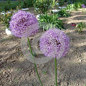 Allium aflatunense `Purple Sensation` flower