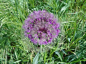 Allium aflatunense `Purple Sensation` flower