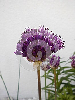 Allium aflatunense Purple Sensation. Berlin, Germany.