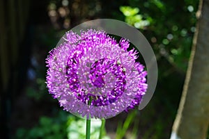 Allium aflatunense `Purple Sensation` is an impressive ornamental onion that impresses with its beautiful flower balls. Berlin