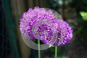 Allium aflatunense `Purple Sensation` is an impressive ornamental onion that impresses with its beautiful flower balls. Berlin