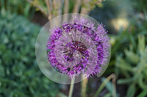 Allium aflatunense `Purple Sensation` is an impressive ornamental onion that impresses with its beautiful flower balls. Berlin