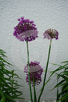 Allium aflatunense `Purple Sensation` in May in the garden. Berlin, Germany