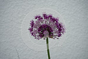 Allium aflatunense `Purple Sensation` in May in the garden. Berlin, Germany