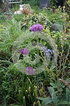 Allium aflatunense `Purple Sensation` in May in the garden. Berlin, Germany