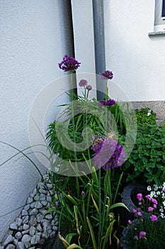 Allium aflatunense `Purple Sensation` in May in the garden. Berlin, Germany