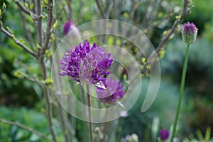 Allium aflatunense `Purple Sensation` in May in the garden. Berlin, Germany