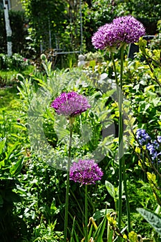 Allium aflatunense `Purple Sensation` in May in the garden. Berlin, Germany