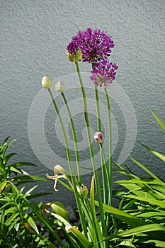 Allium aflatunense \