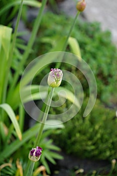 Allium aflatunense \