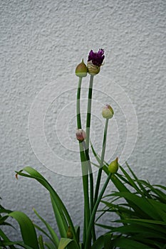 Allium aflatunense \