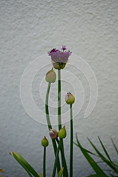 Allium aflatunense \