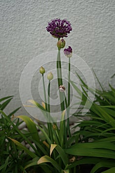 Allium aflatunense \