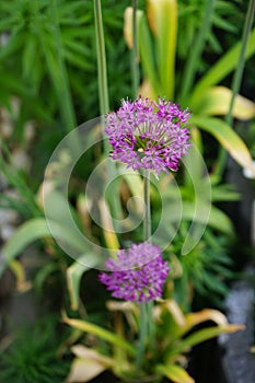 Allium aflatunense \