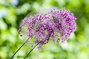 Allium aflatunense is a species of plants in the amaryllis fami