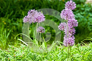 Allium aflatunense is a species of plants in the amaryllis family