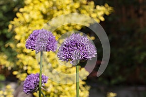 Allium \