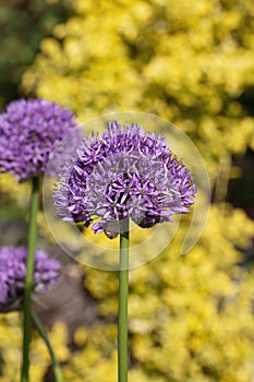 Allium \