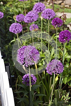 Allium \