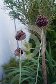 Allium amethystinum \