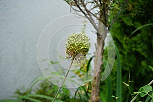 Allium amethystinum \