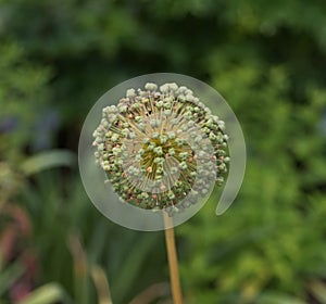 Allium ampeloprasum