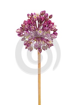 Allium ampeloprasum isolated