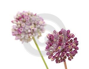 Allium ampeloprasum isolated