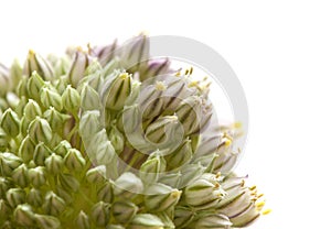 Allium ampeloprasum isolated on white