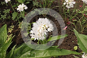 Allium amplectens in organic garden.It is a species of wild onion known by the common name narrowleaf onion.Allium amplectens