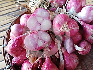 Allium ascalonicum or onion
