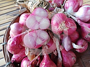 Allium ascalonicum or onion