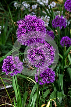 ALLIUM AZUREM BLUE FLOWERS USE FOR STREET DECORATION